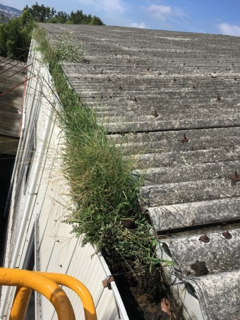 草が生えた雨樋