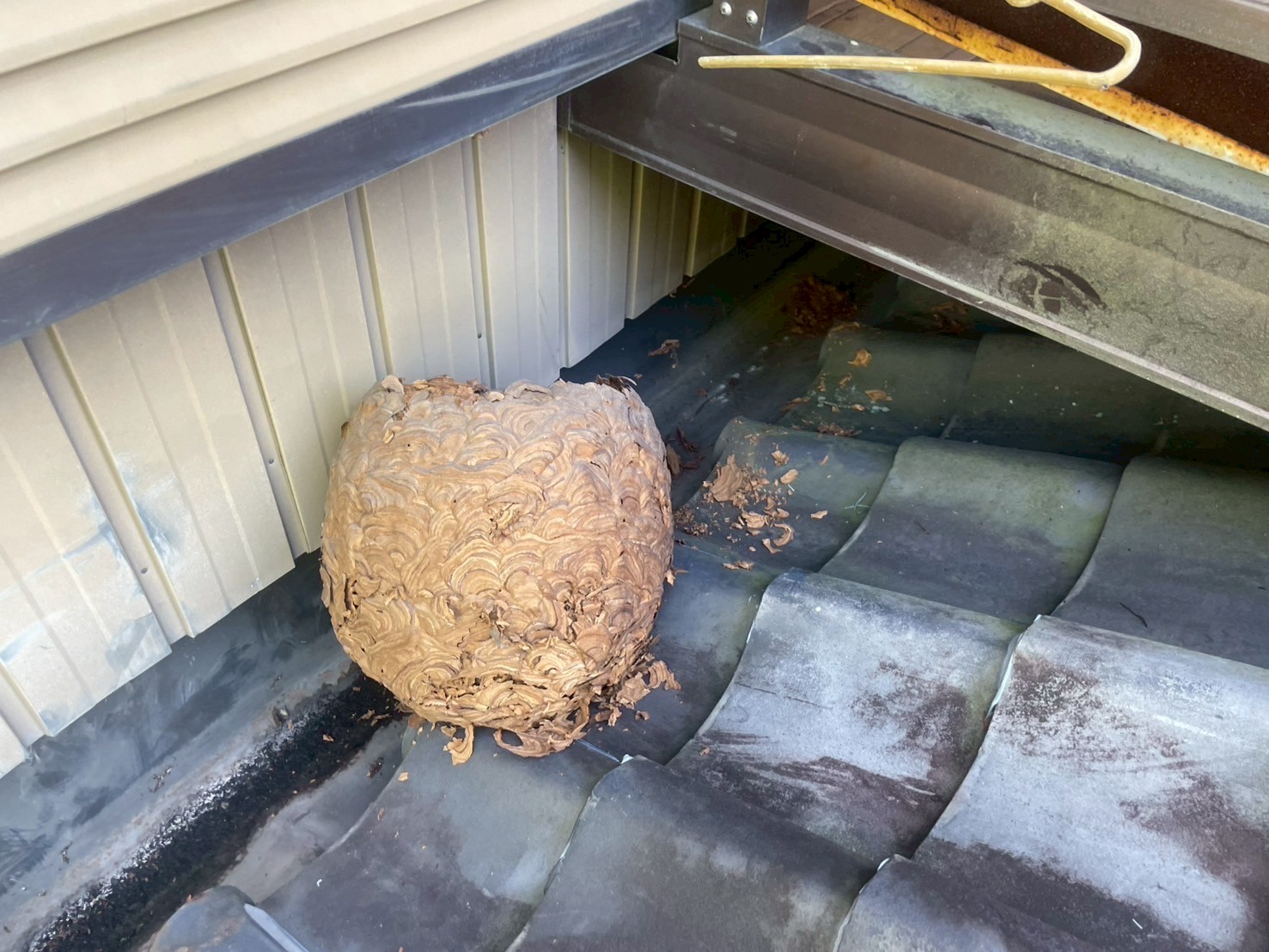 谷樋から撤去された蜂の巣